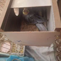 یک جفت عروس با ۵ عدد جوجه