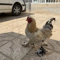 خروس برهما سالم سرحال