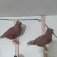 کبوتر