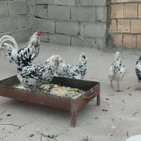 مرغ گلین بدون عیب وایرادچهارعدد|حیوانات مزرعه|سرپل ذهاب, |دیوار