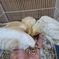 4 عدد عروس هلندی البینو و لوتینو|پرنده|اهواز, کوی نیرو|دیوار