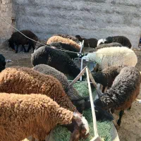 بره شال افشاری هترو