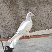 کفتر دودی هفرنگ لک دار|پرنده|الوند, |دیوار