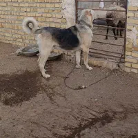 سگ عراقی