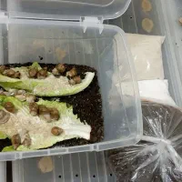 پرورش حلزون  در منزل