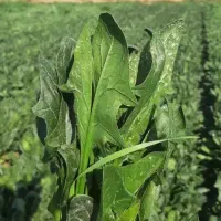 سبزی خورشتی درجه یک شوشتر دونه ۷ تومن