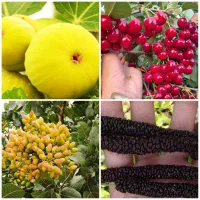 پخش درخت انجیر توت موزی پسته البالو