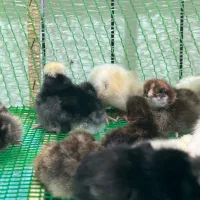 جوجه لهستانی ایام سمانی برهما|حیوانات مزرعه|رشت, گیل|دیوار