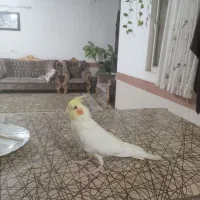 عروس هلندی لوتینو