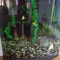 آکواریوم شرکتی|ماهی|سبزوار, توحیدشهر|دیوار