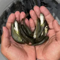 بچه ماهی کپور|ماهی|شیراز, آبیاری|دیوار