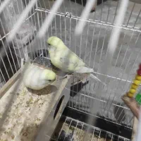 فروش پرنده مرغ عشق