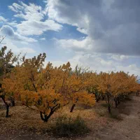 باغ و زمین زرد آلو گیلاس|فروش دفتر صنعتی، کشاورزی، تجاری|شاهینشهر, شهرک مطهری|دیوار