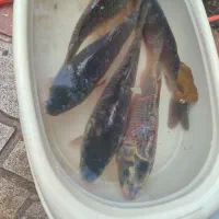 ماهی کپور و فیتی فاک