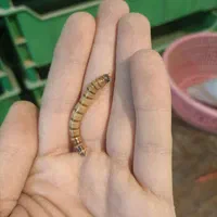 میلورم زرد طلایی|خزنده|اهواز, حصیرآباد|دیوار