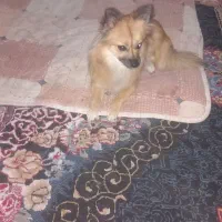 سگ پامر|سگ|بندرلنگه, |دیوار