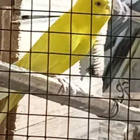 فروش یک جفت مرغ عشق زرد