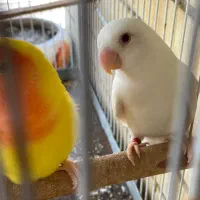 طوطی برزیلی|پرنده|قشم, |دیوار