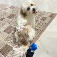 سگ شیتزو سوپر فلت نر ده ماهه