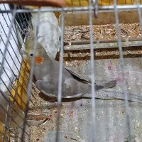 پرنده زیبا عروس هلندی