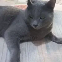 گربه نژاد اسکاتیش|گربه|کرج, ساماندهی|دیوار