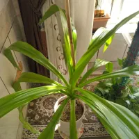 گل ذرتی شاداب|گل و گیاه طبیعی|شیراز, شهرک مهدی‌آباد|دیوار