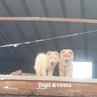 واگزاری سگ چاوچاو