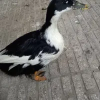 اردک|حیوانات مزرعه|تهران, هرندی|دیوار