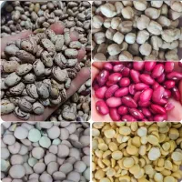 عدس ،چیتی ،قرمز ،لپه،ماش