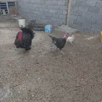 بوقلمونروماده