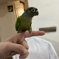 طوطی گرینچیک رام و دستی و سخنگو
