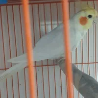 عروس هلندی نر