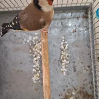 سره کراواتی