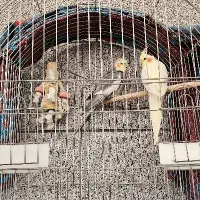 عروس هلندی جفت