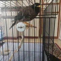 مرغ مینا سخنگو جوان و باهوش