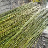 بامبو لوله خیزران