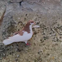 ۷تا ماده رنگی|پرنده|اسفراین, |دیوار