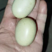 سنگهای تزئین به شکل تخم مرغ رسمی..بسیار زیبا