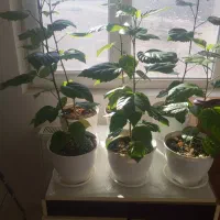 گل طبیعی (کادویی) ختمی چینی|گل و گیاه طبیعی|اردبیل, |دیوار