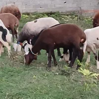 ۲۰عدد گوسفند داشتی همه کاوی|حیوانات مزرعه|ساری, |دیوار