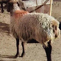 میش تخمی ابستن|حیوانات مزرعه|تربت جام, پاسداران|دیوار