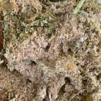 ذرت علوفه ای