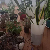 تعدادی گل سانسوریا موسی در گهواره و...|گل و گیاه طبیعی|اصفهان, شهرک کاوه|دیوار