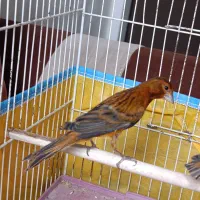 قناری سرخ خارجی مست،،فقط معاوضه