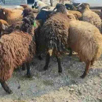بره نر میش داشتی