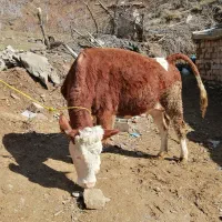 گاو سمینتال شرابی ابستن شش دانگ