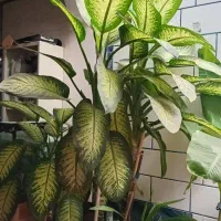 گل دیفن بسیار بزرگ