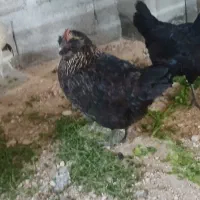 مرغ محلی خریدارم