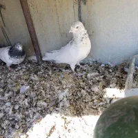 دوتا نر|پرنده|داران, |دیوار