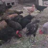 خروس جوان ۴ ماهه